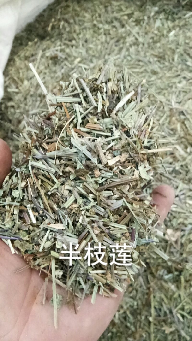 半枝莲半支莲挖耳草通经草中草药