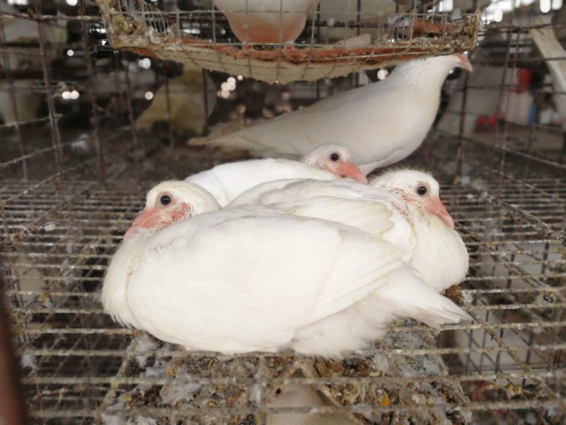 【优惠】养殖场直供现杀鸽子规格齐全满足客户需求