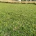 马尼拉草坪，大叶油草，台湾草