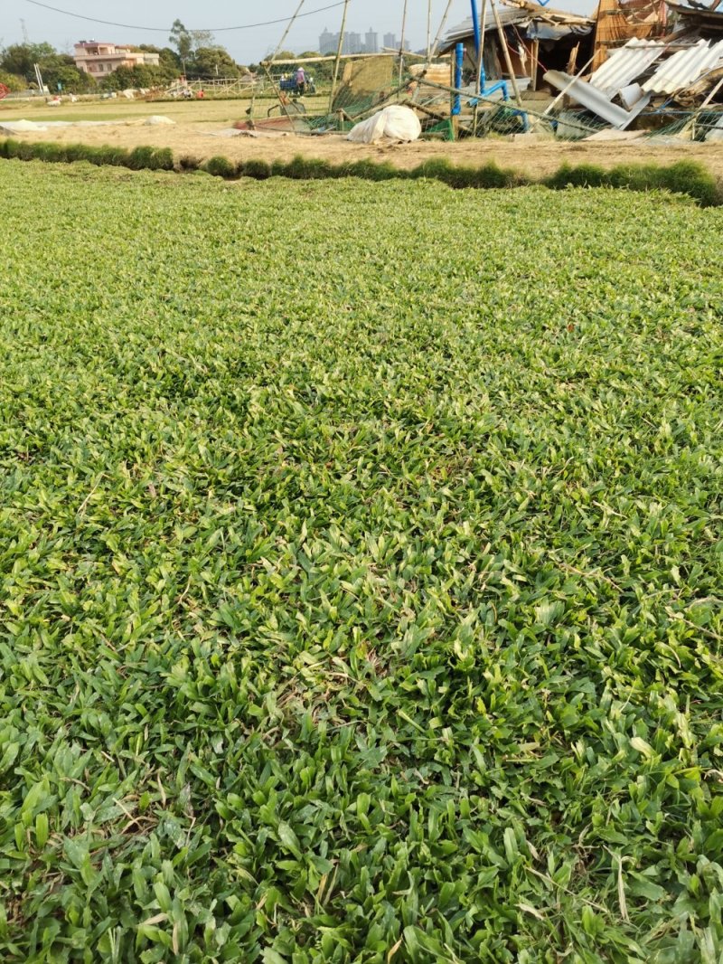 马尼拉草坪，大叶油草，台湾草