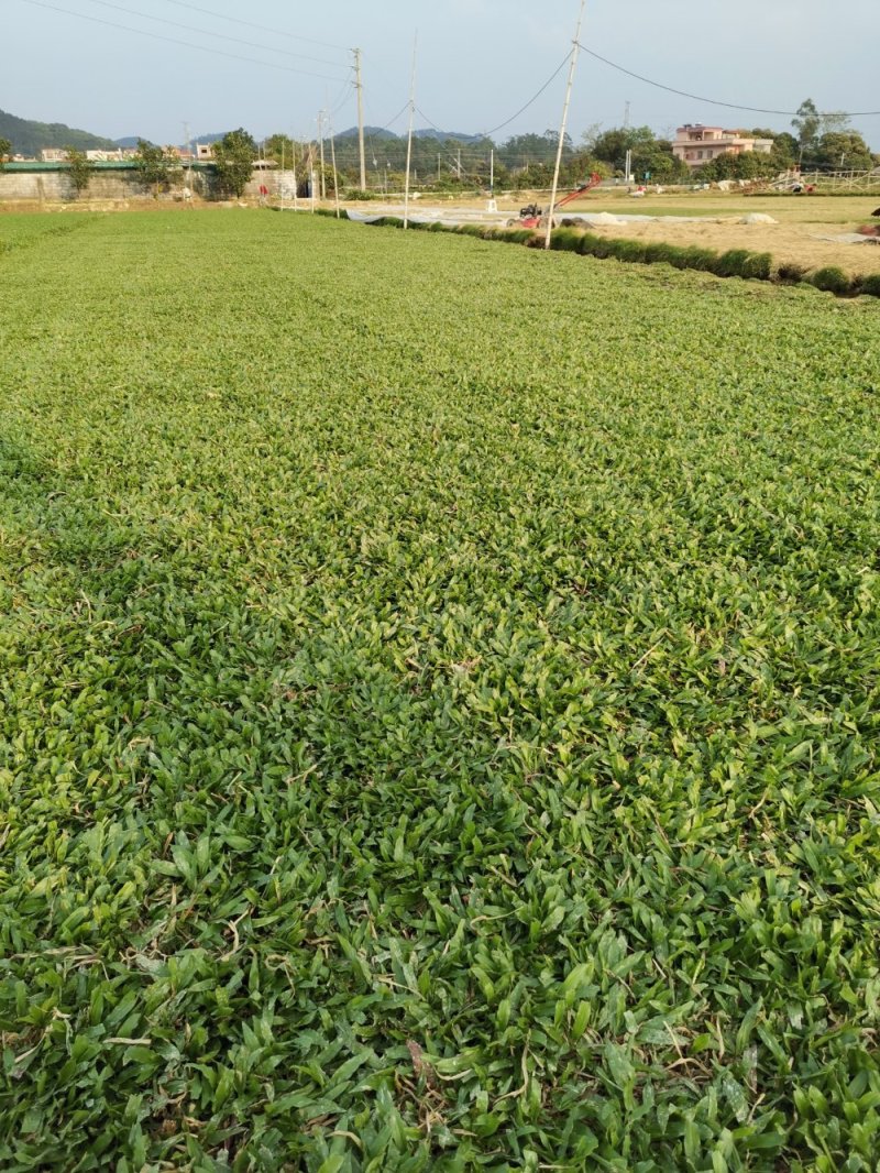 马尼拉草坪，大叶油草，台湾草
