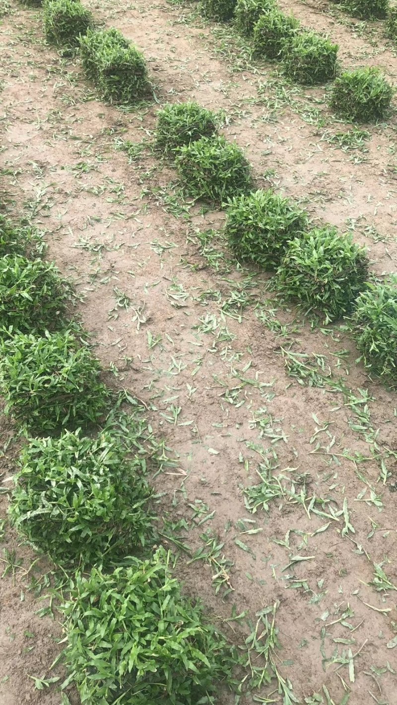 马尼拉草坪，大叶油草，台湾草