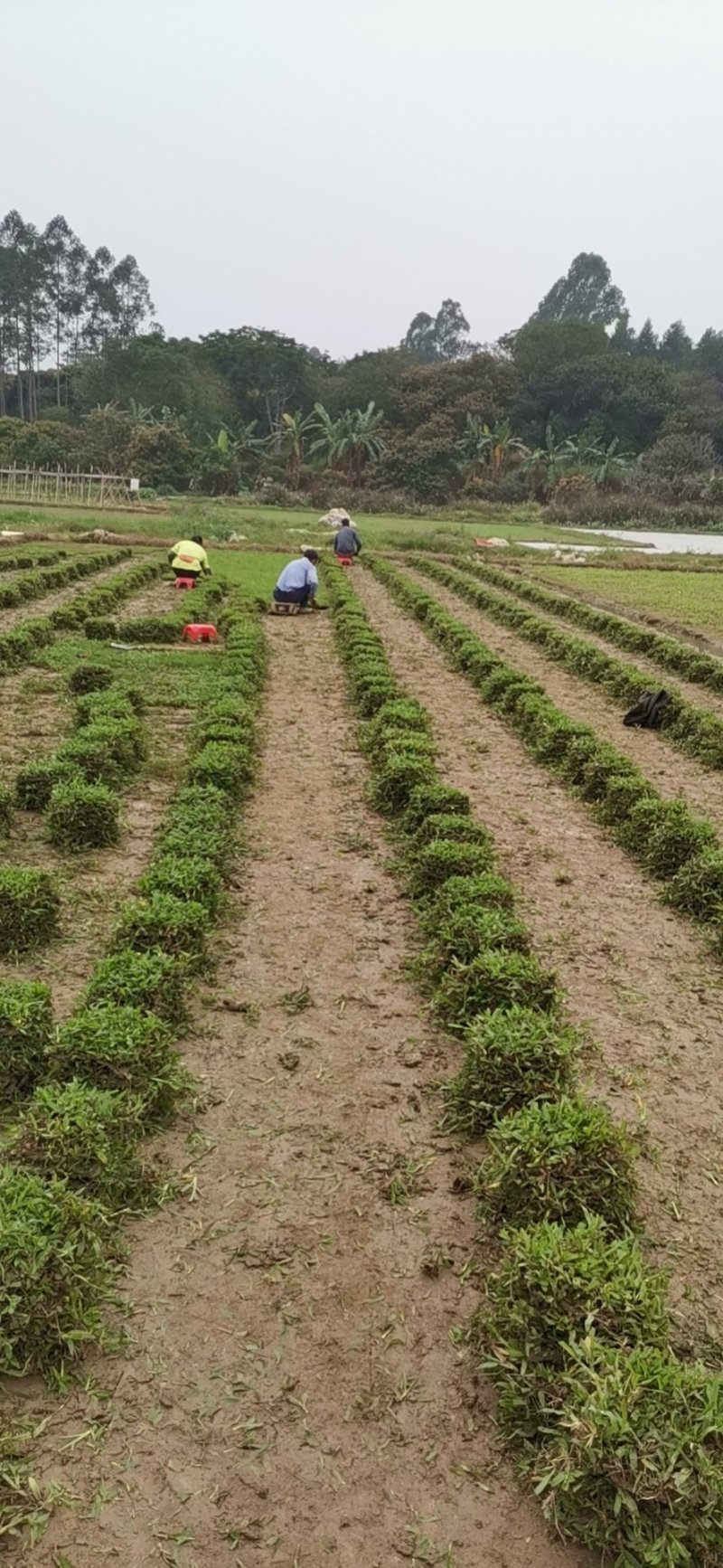 马尼拉草坪，大叶油草，台湾草