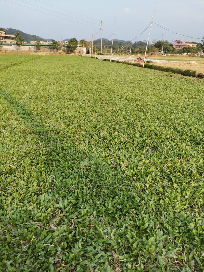 马尼拉草坪，大叶油草，台湾草