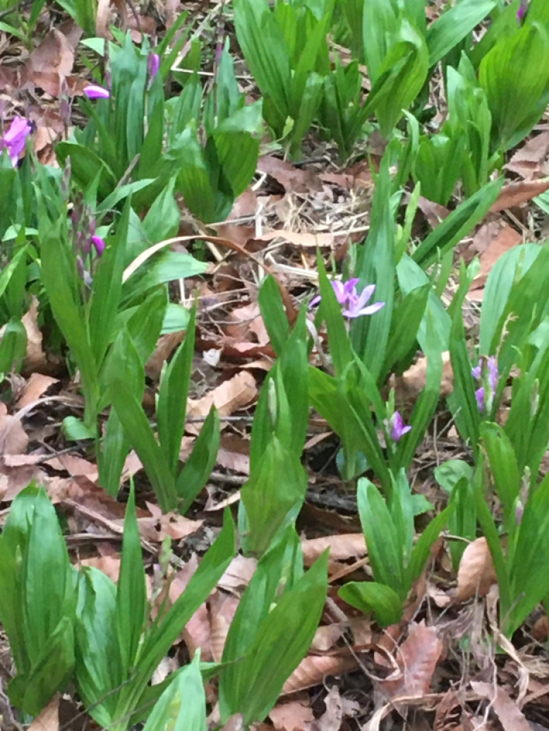 三叉白芨种苗