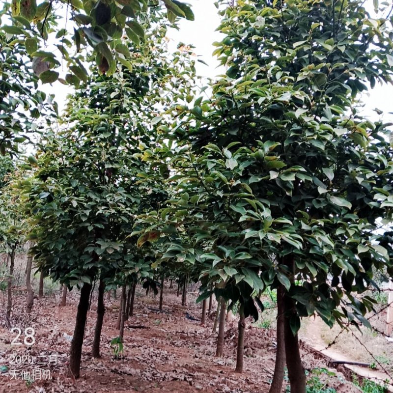 香樟紫薇月季
