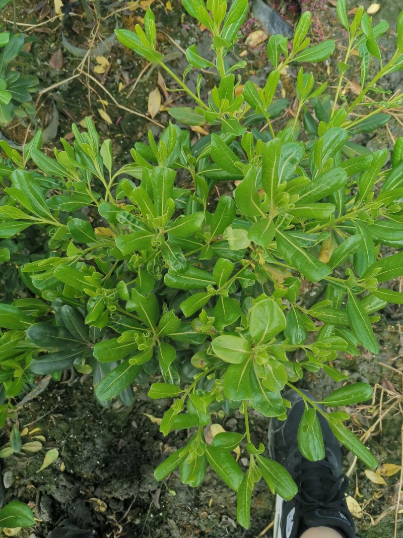 海桐毛笼子宝珠香毛笼子