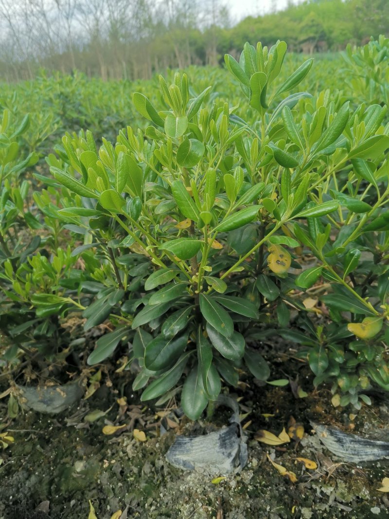 海桐毛笼子宝珠香毛笼子