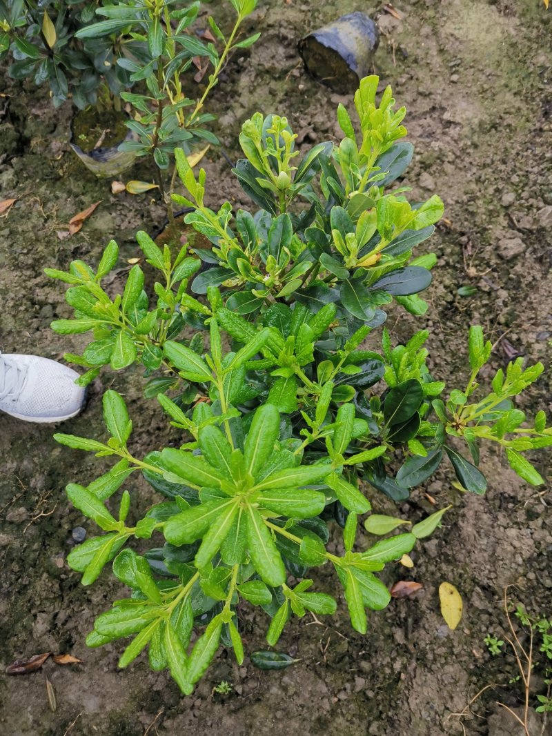 海桐毛笼子宝珠香毛笼子