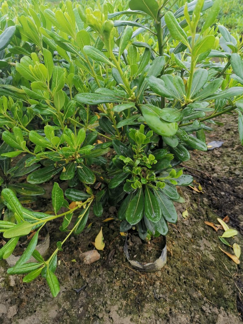海桐毛笼子宝珠香毛笼子