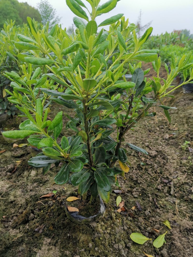 海桐毛笼子宝珠香毛笼子