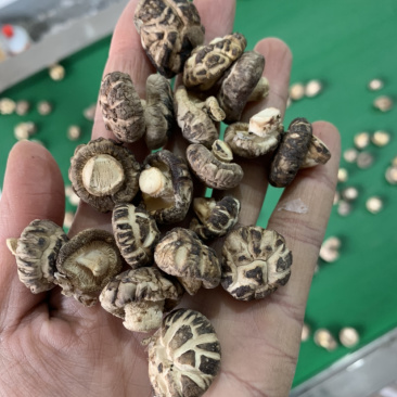 包邮2026新货1.5-2.0-2.5小茶花菇香菇花菇