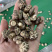 包邮2026新货1.5-2.0-2.5小茶花菇香菇花菇
