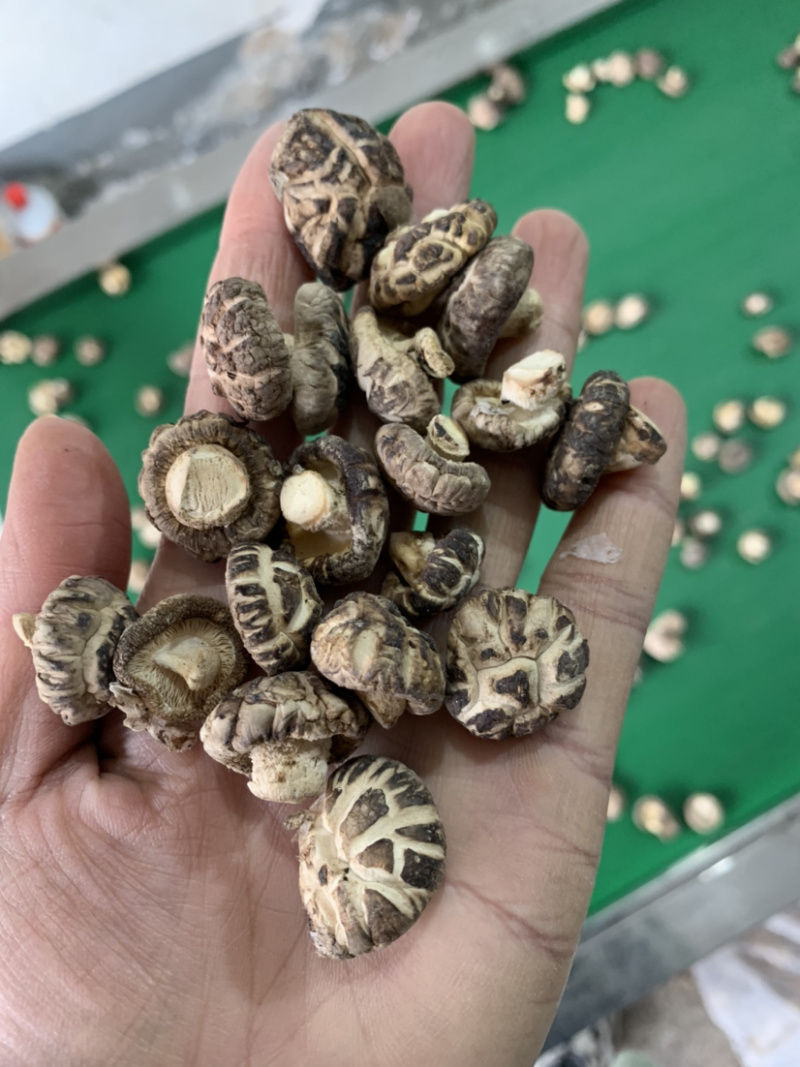 包邮2026新货1.5-2.0-2.5小茶花菇香菇花菇