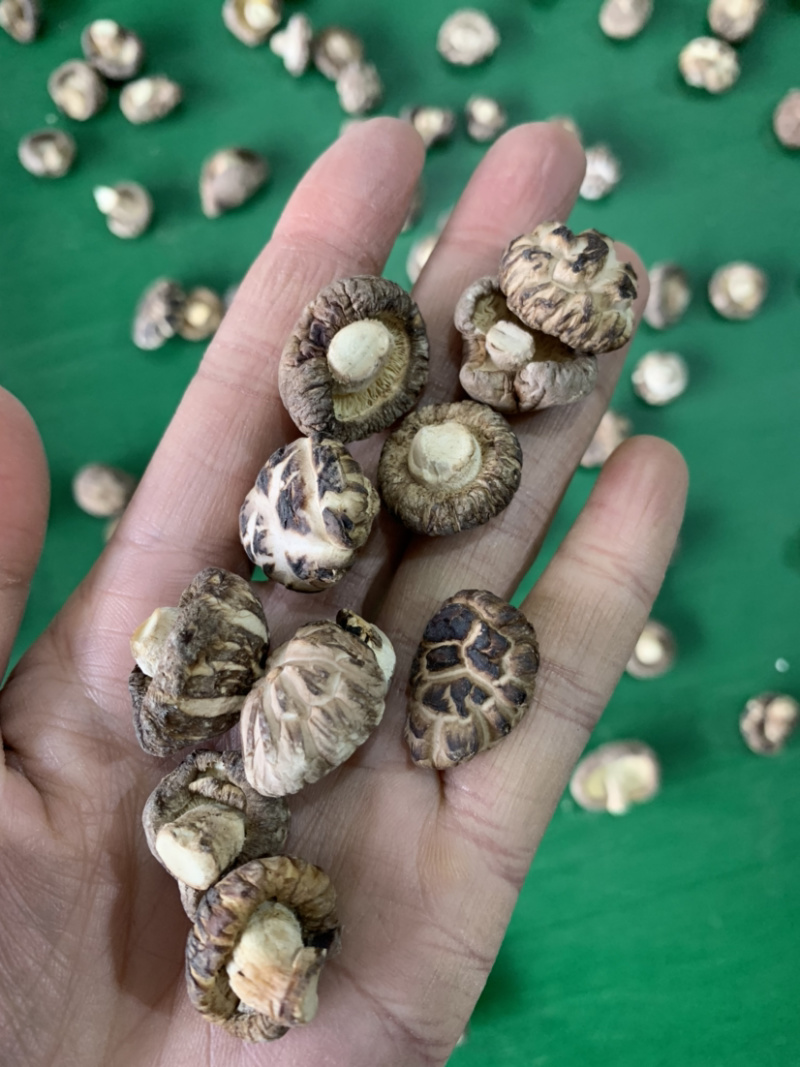 包邮2026新货1.5-2.0-2.5小茶花菇香菇花菇