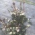 月季花，品种多规格多品质好