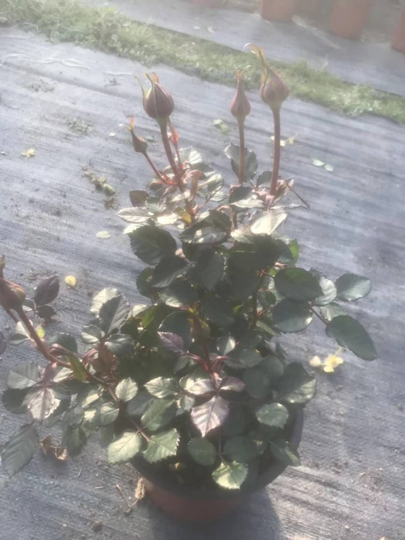 月季花，品种多规格多品质好