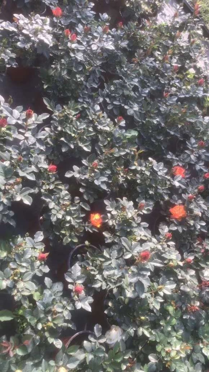 月季花，品种多规格多品质好