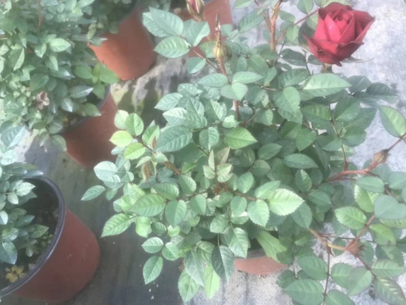 月季花，品种多规格多品质好