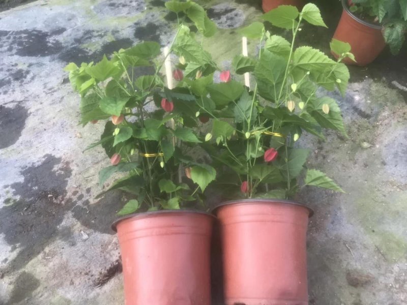 月季花，品种多规格多品质好