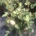 月季花，品种多规格多品质好