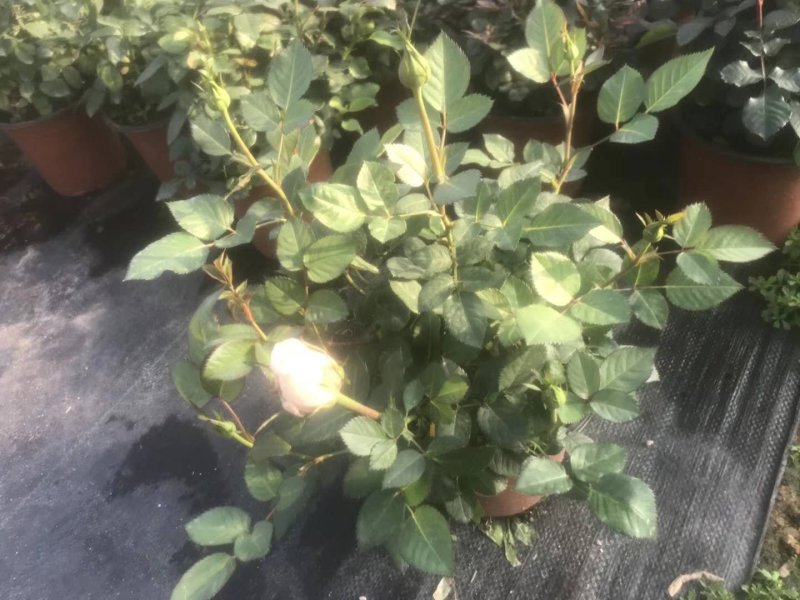 月季花，品种多规格多品质好