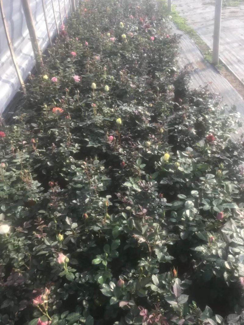 月季花，品种多规格多品质好