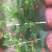 月季花，品种多规格多品质好