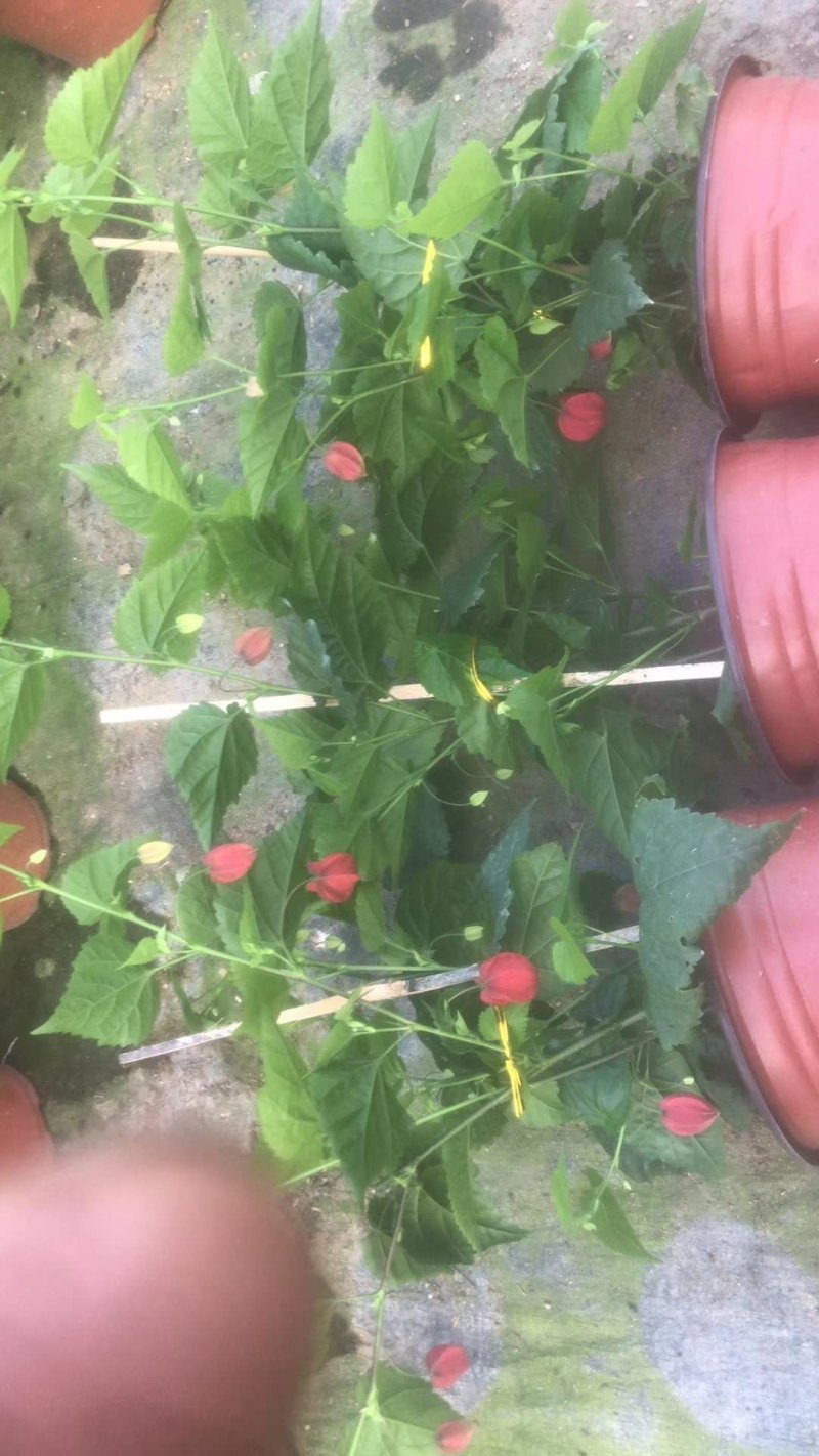 月季花，品种多规格多品质好