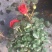 月季花，品种多规格多品质好