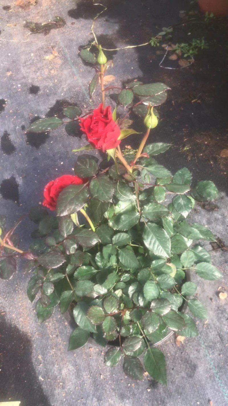 月季花，品种多规格多品质好