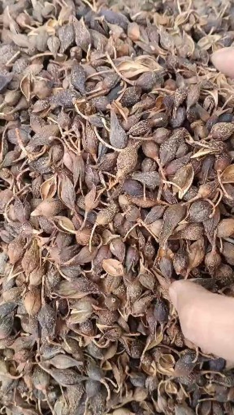 连翘青翘各种规格过筛无杂质大货批发