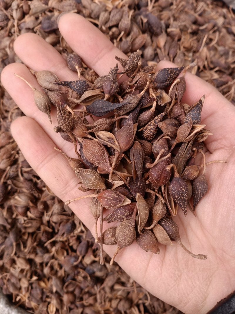 连翘青翘各种规格过筛无杂质大货批发