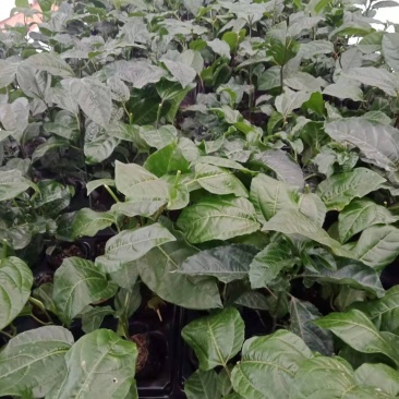 黄金百香果苗大量百香果苗巴乐味的