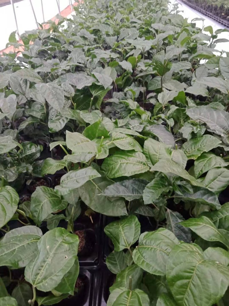 黄金百香果苗大量百香果苗巴乐味的