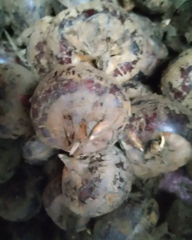 桂林瑶乡马蹄（荸荠）阿新农产品自产自销，零售批发欢迎订购