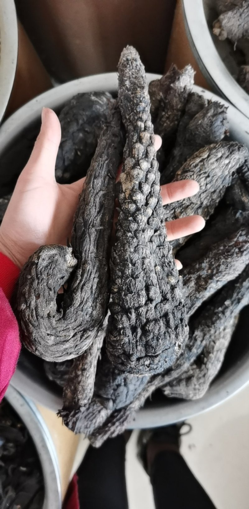 振兴药材批发供应肉苁蓉个选货常年供应肉苁蓉