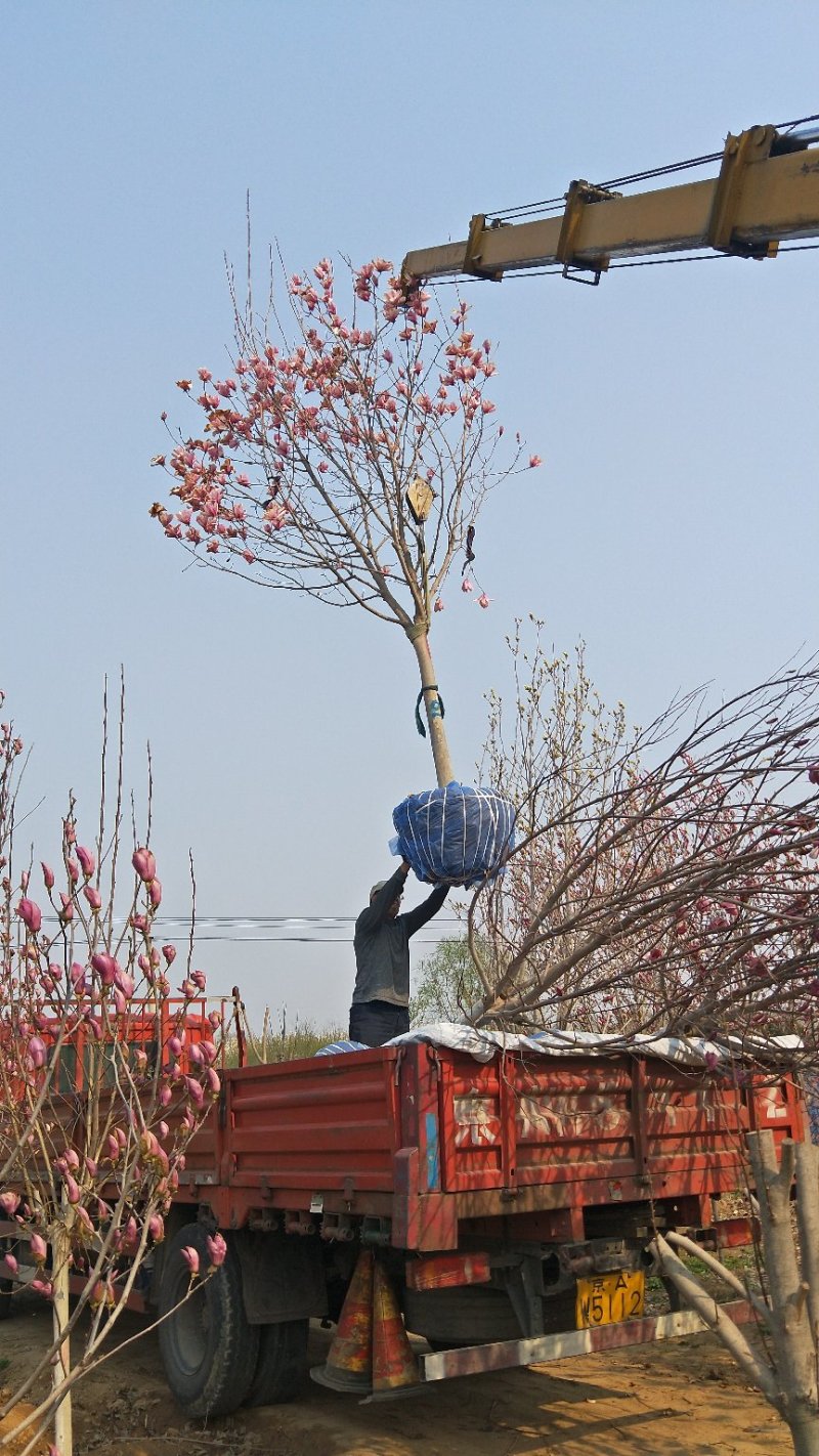 10公分本地玉兰，需要的联系绿曦苗圃货源，