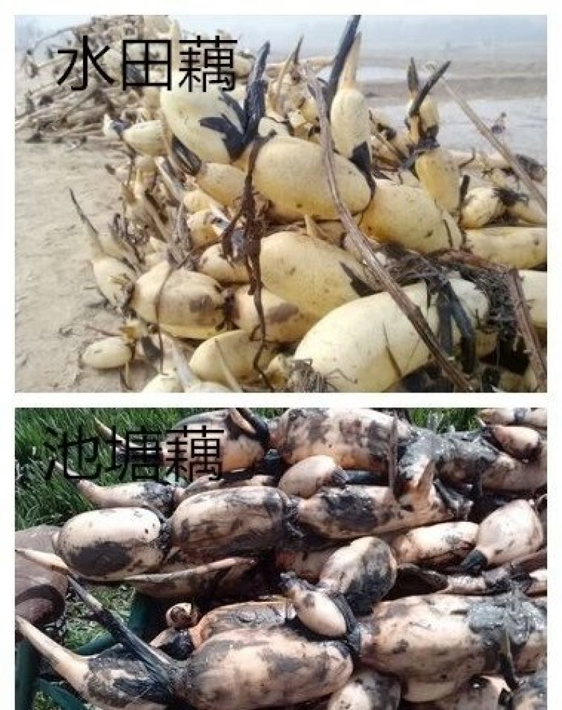 大量出售鄂莲六号，太空二号莲藕