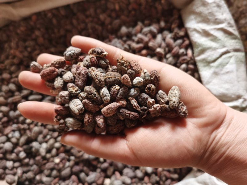 大量批发选货砂仁米常年供应多种规格量大从优