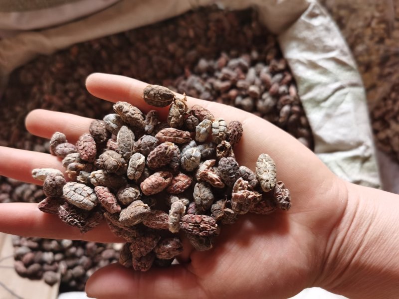 大量批发选货砂仁米常年供应多种规格量大从优