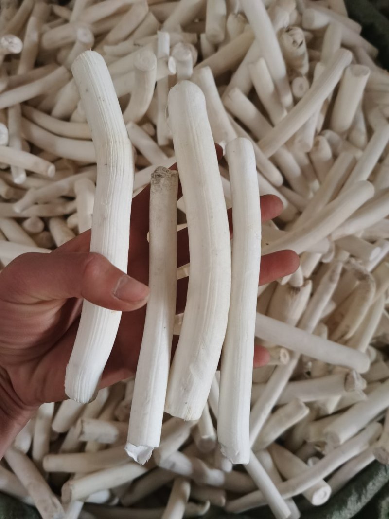 振兴药材大量批发大通草常年供应价格便宜一手货源