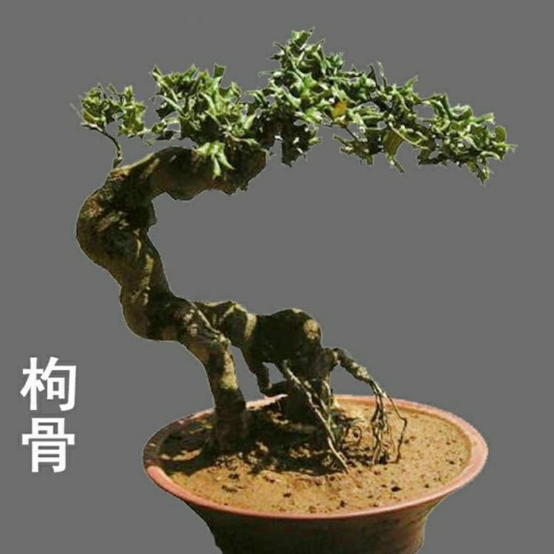 吉祥树枸骨刺老虎刺猫儿刺鸟不宿老鼠刺老虎刺狗八角刺