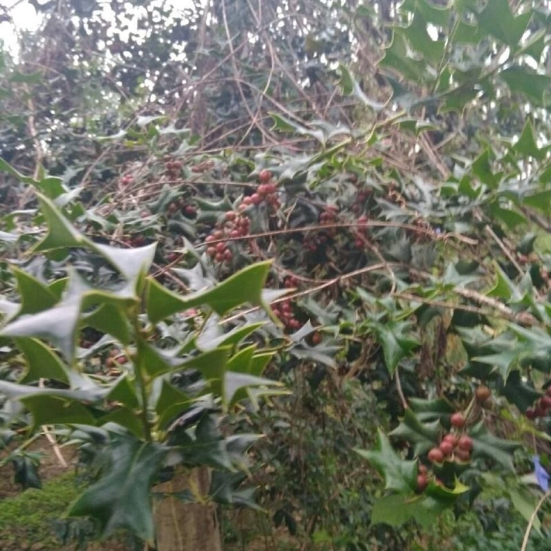 吉祥树枸骨刺老虎刺猫儿刺鸟不宿老鼠刺老虎刺狗八角刺