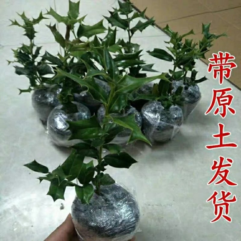 吉祥树枸骨刺老虎刺猫儿刺鸟不宿老鼠刺老虎刺狗八角刺