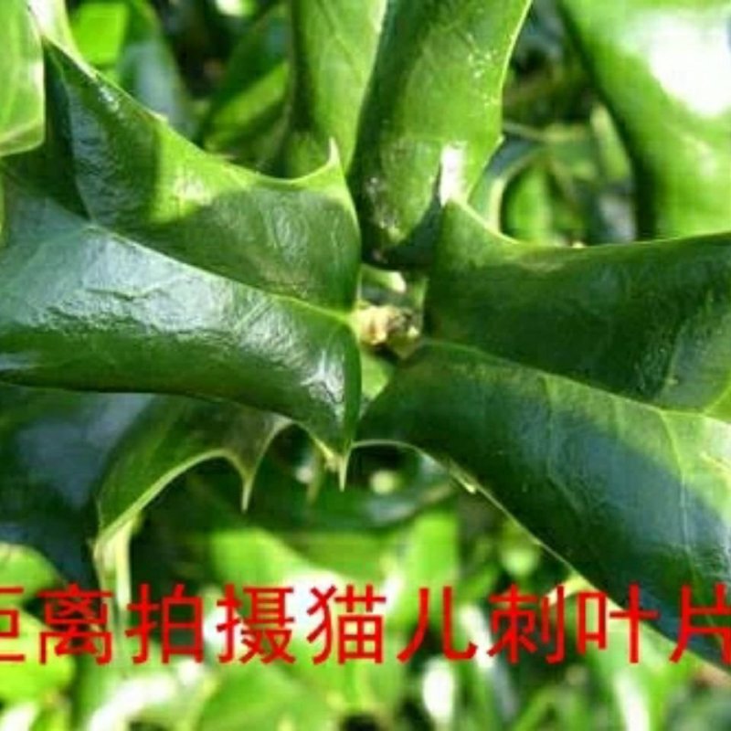 吉祥树枸骨刺老虎刺猫儿刺鸟不宿老鼠刺老虎刺狗八角刺