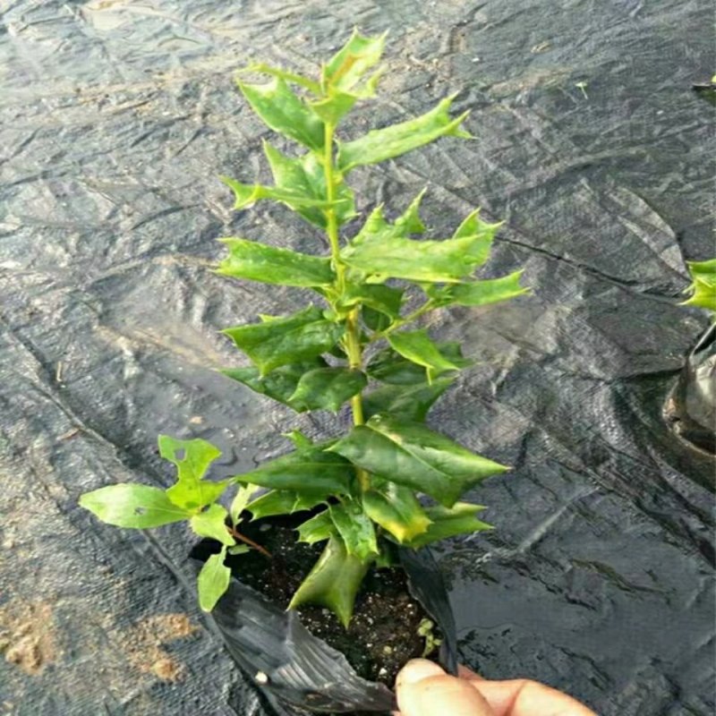吉祥树枸骨刺老虎刺猫儿刺鸟不宿老鼠刺老虎刺狗八角刺