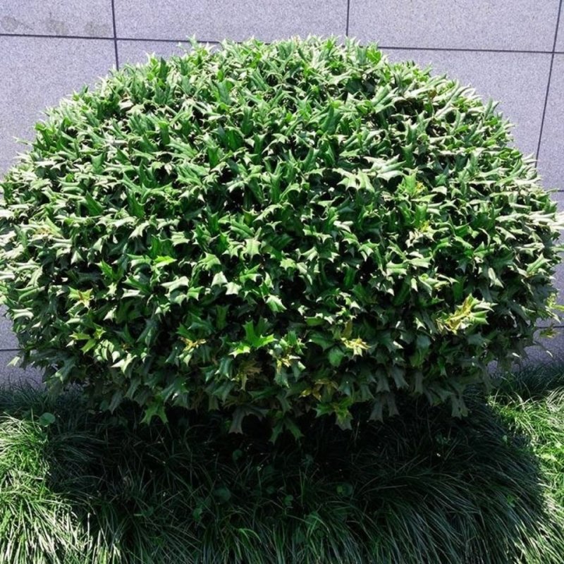 吉祥树枸骨刺老虎刺猫儿刺鸟不宿老鼠刺老虎刺狗八角刺