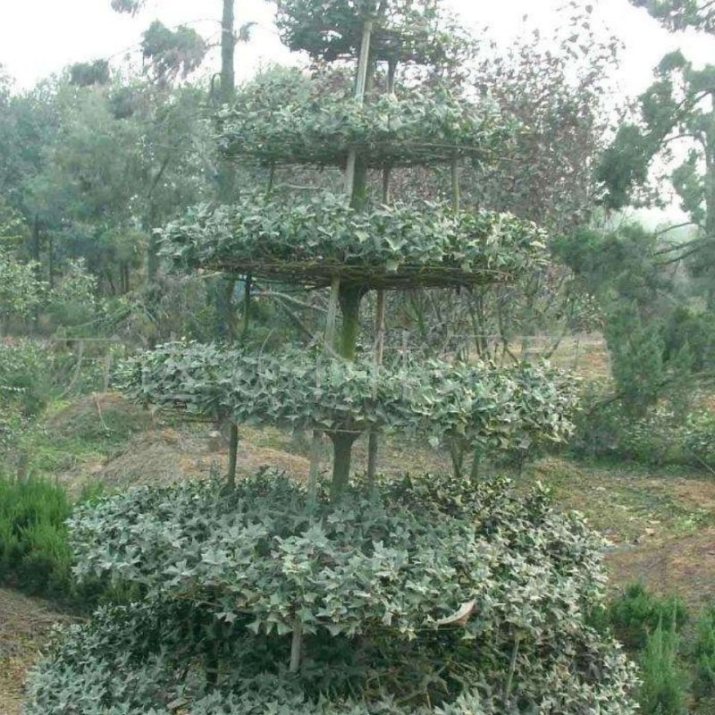 吉祥树枸骨刺老虎刺猫儿刺鸟不宿老鼠刺老虎刺狗八角刺