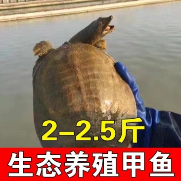 生态甲鱼憋，46.8元两斤足斤包活包邮